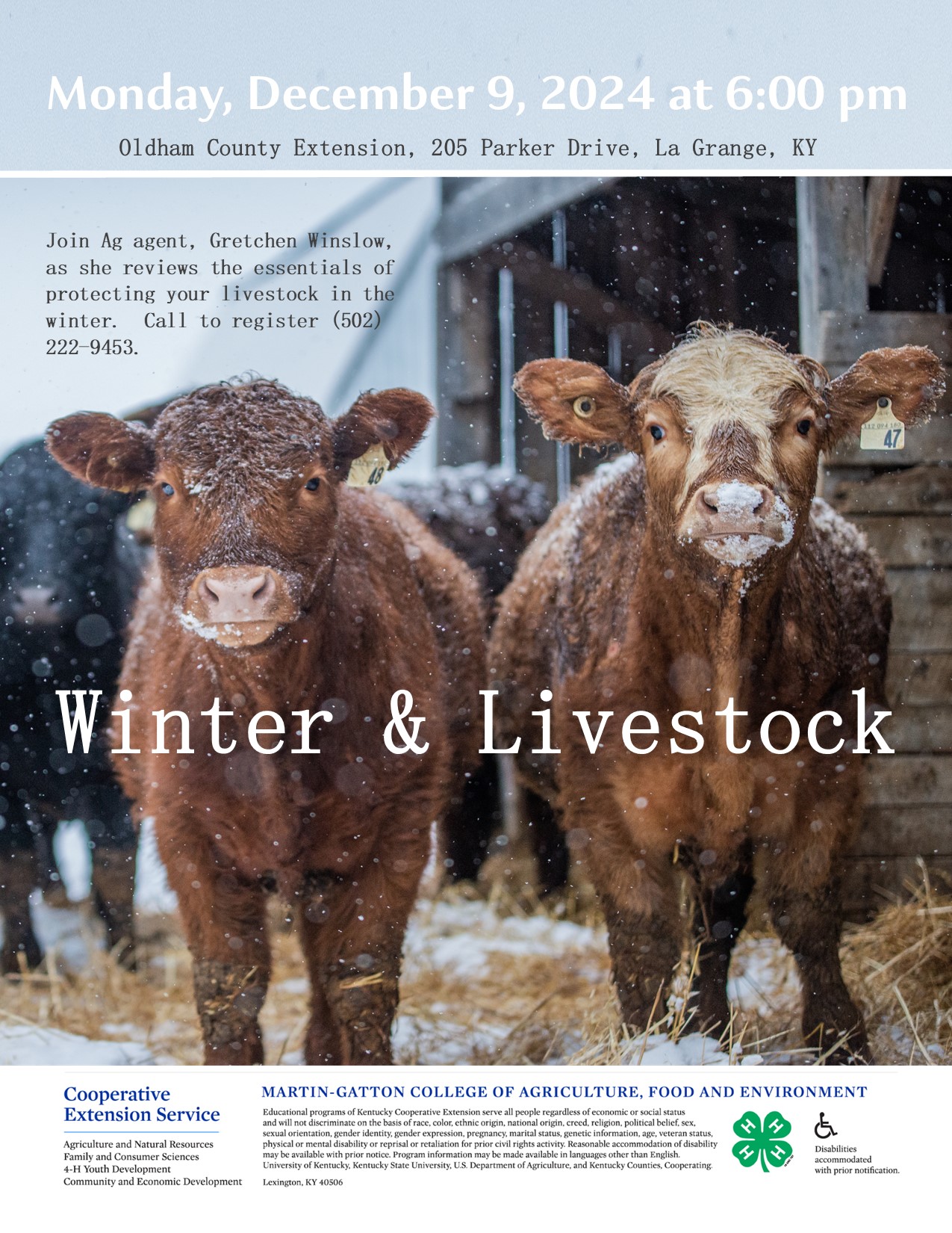 Cows near barn in snowy weather