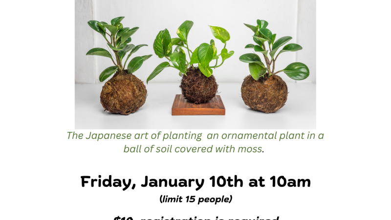 Japanese ornamental plant in a ball of soil covered with moss